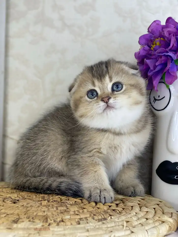 سكوتش فولد قطط قطه قطوه قطو كيتن بيور cat 4