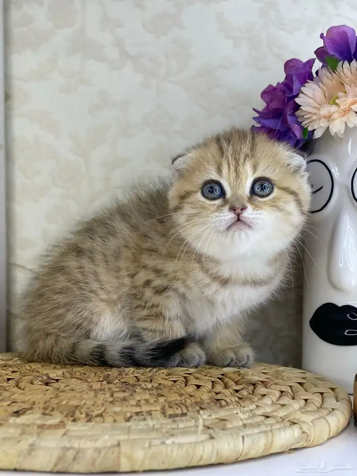 سكوتش فولد قطط قطه قطوه قطو كيتن بيور cat 7