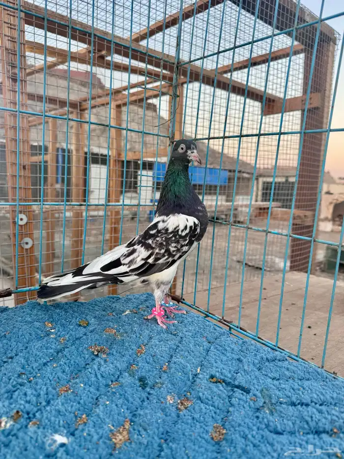 جوز رامبوري دم صافي (تم البيع) 2