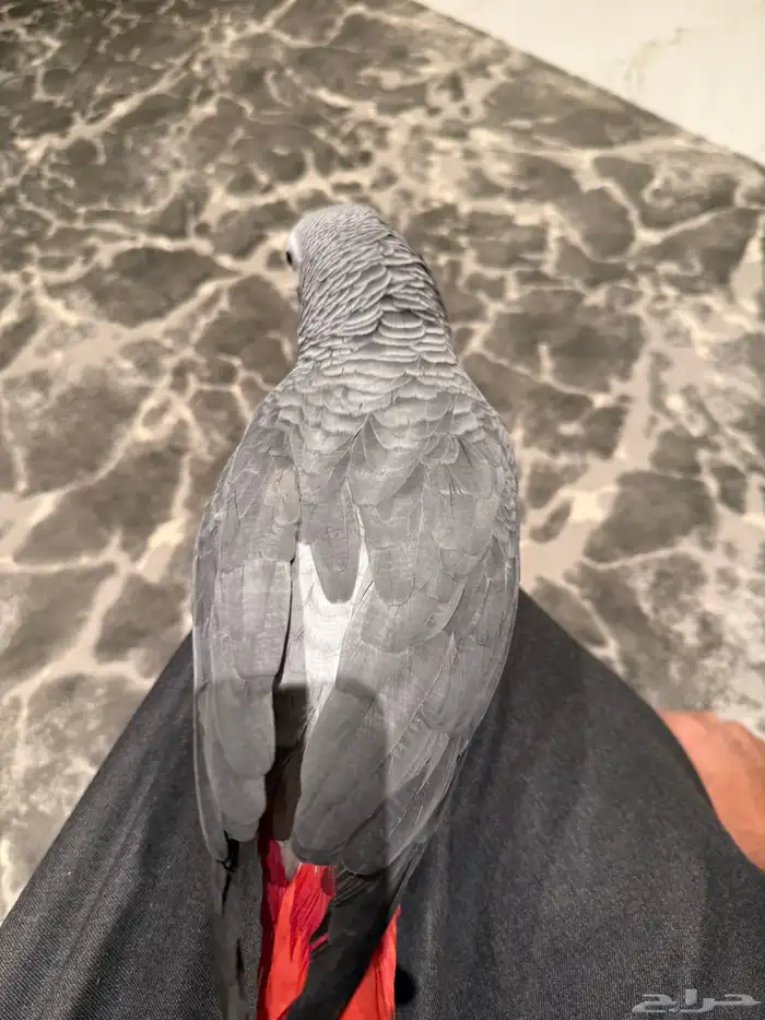 ببغاء كاسكو هولندي سوبر 7