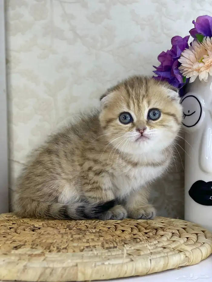 سكوتش فولد قطط قطه قطوه قطو كيتن بيور cat 8