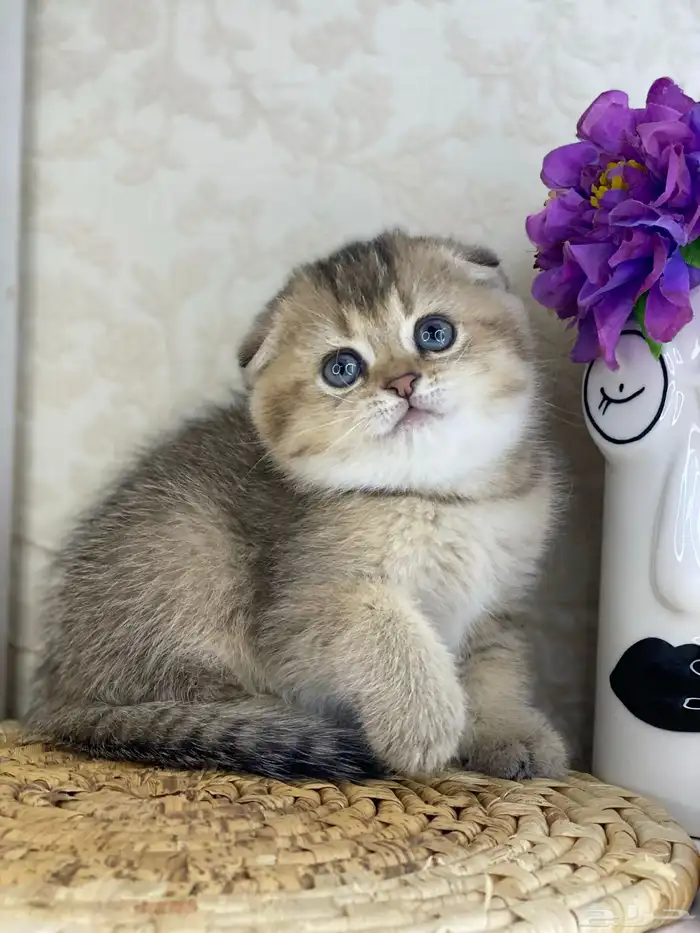 سكوتش فولد قطط قطه قطوه قطو كيتن بيور cat 3