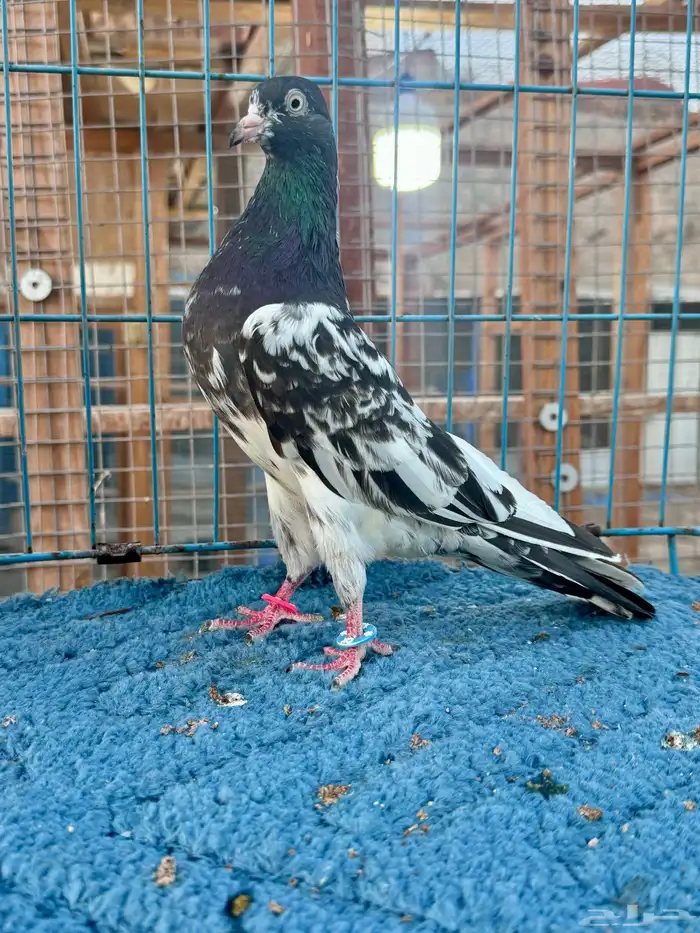 جوز رامبوري دم صافي (تم البيع) 1