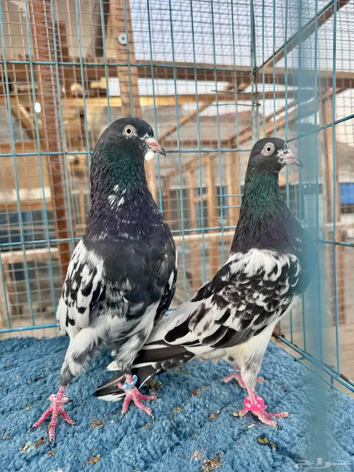 جوز رامبوري دم صافي (تم البيع) 3