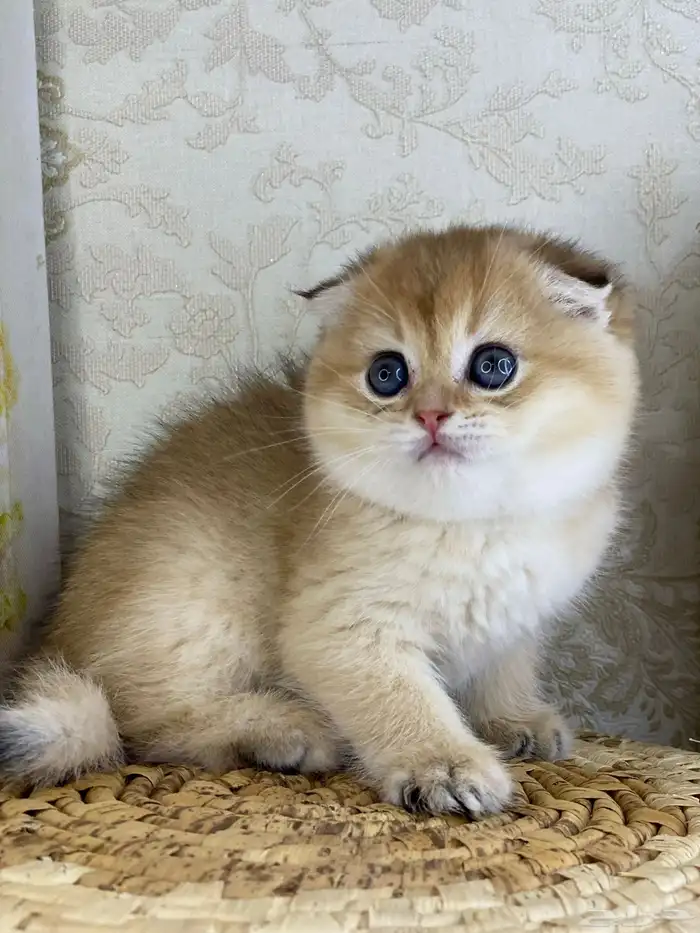 سكوتش فولد قطط قطه قطوه قطو كيتن بيور cat 2