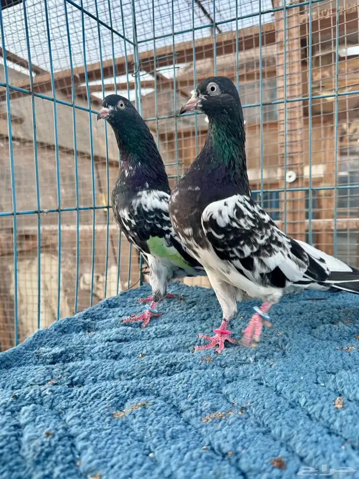 جوز رامبوري دم صافي (تم البيع) 0