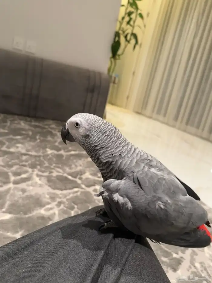 ببغاء كاسكو هولندي سوبر 6