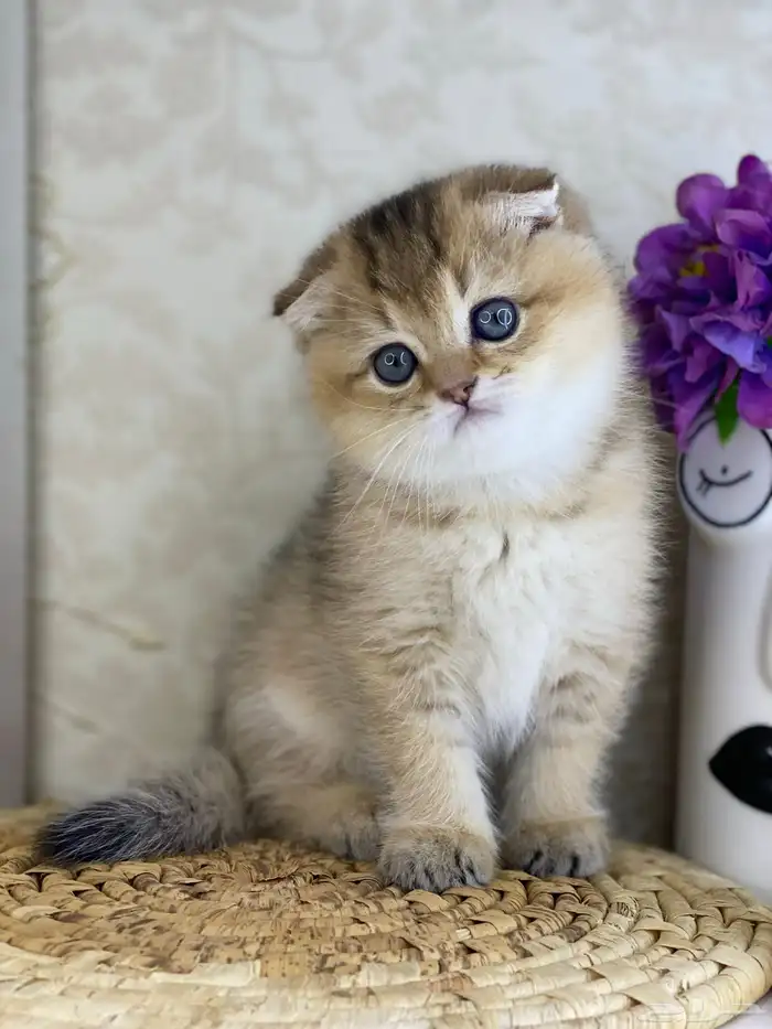 سكوتش فولد قطط قطه قطوه قطو كيتن بيور cat 9