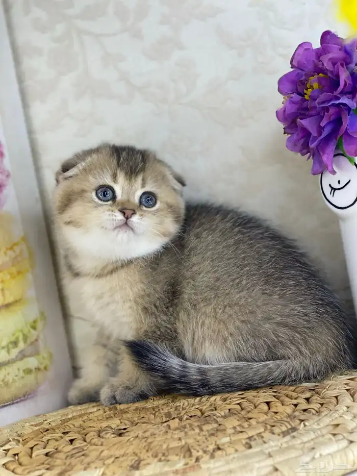 سكوتش فولد قطط قطه قطوه قطو كيتن بيور cat 5