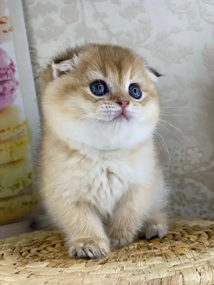 سكوتش فولد قطط قطه قطوه قطو كيتن بيور cat 0