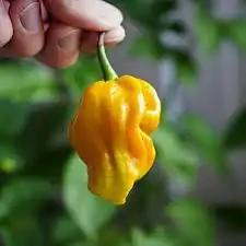بذور فلفل هابانيرو 5