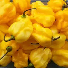 بذور فلفل هابانيرو 0