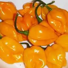 بذور فلفل هابانيرو 3