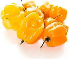 بذور فلفل هابانيرو 1