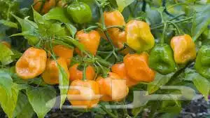 بذور فلفل هابانيرو 4