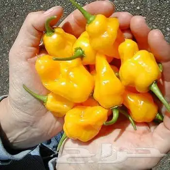 بذور فلفل هابانيرو 6