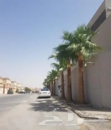 نخل واشنطني نخل عربي 7