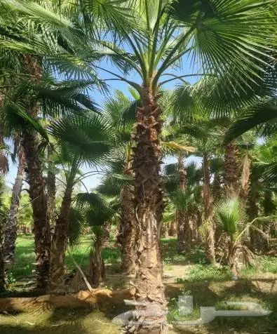 نخل واشنطني نخل عربي 11