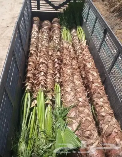 نخل واشنطني نخل عربي 8