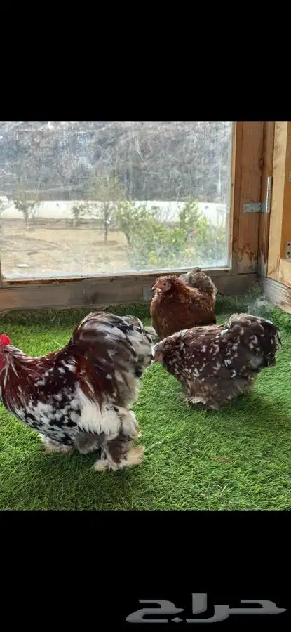 طقم كوشن ماكنتوش بشاير 5