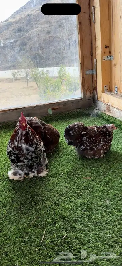 طقم كوشن ماكنتوش بشاير 7