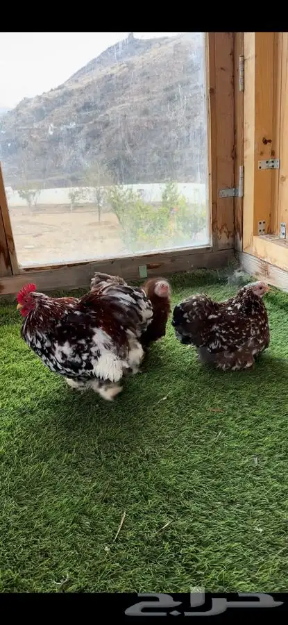 طقم كوشن ماكنتوش بشاير 2