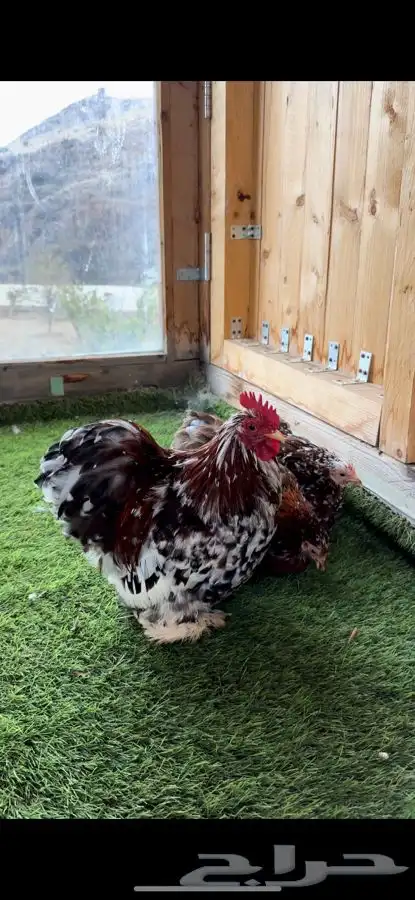 طقم كوشن ماكنتوش بشاير 9