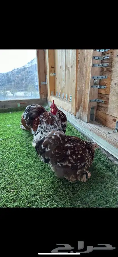 طقم كوشن ماكنتوش بشاير 11