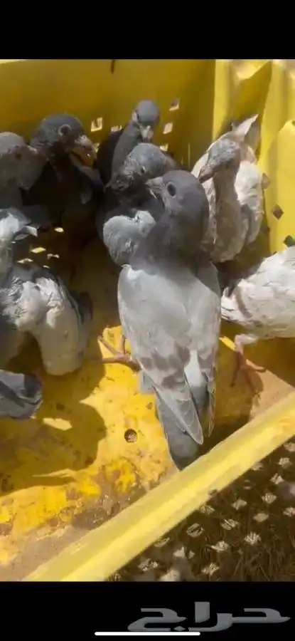 فراخة حمام 0