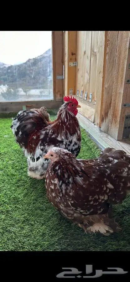 طقم كوشن ماكنتوش بشاير 6