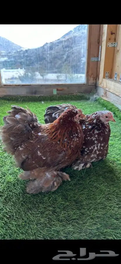 طقم كوشن ماكنتوش بشاير 4