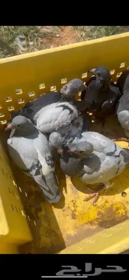 فراخة حمام 1