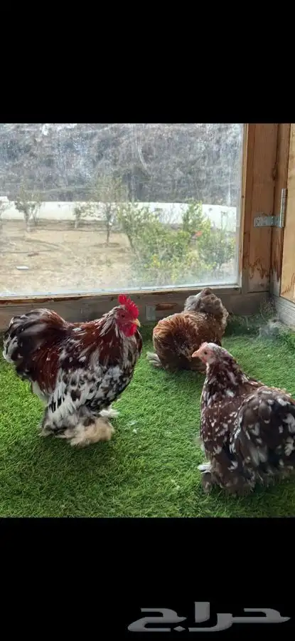 طقم كوشن ماكنتوش بشاير 0