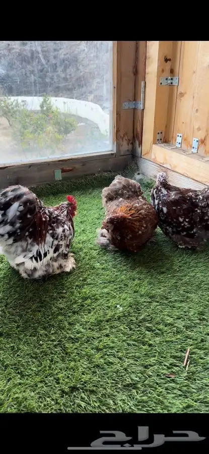 طقم كوشن ماكنتوش بشاير 3