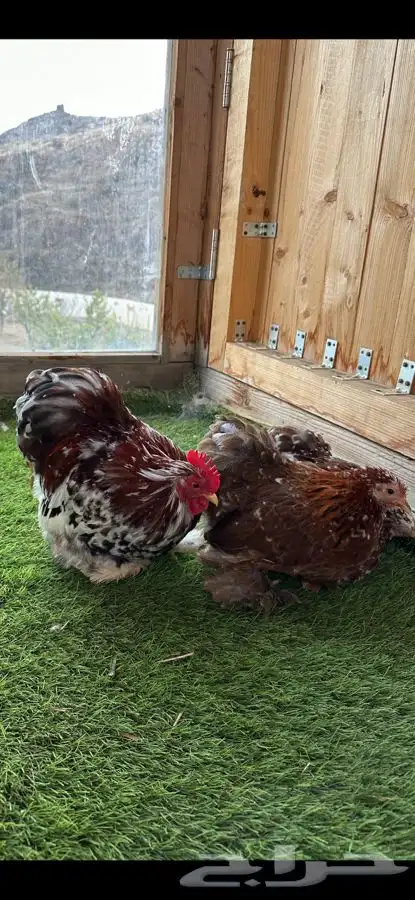 طقم كوشن ماكنتوش بشاير 8