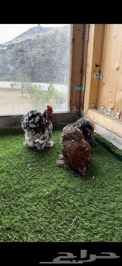 طقم كوشن ماكنتوش بشاير 10