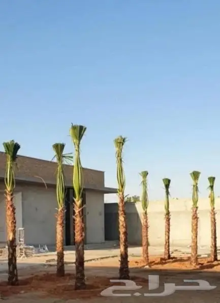 نخل واشنطني نخل عربي 2