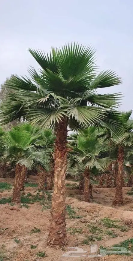 نخل واشنطني نخل عربي 38
