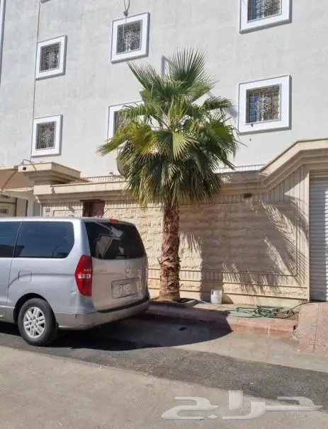 نخل واشنطني نخل عربي 10