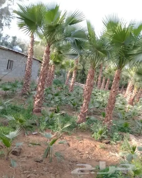 نخل واشنطني نخل عربي 5