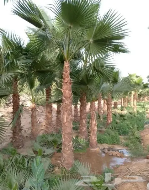 نخل واشنطني نخل عربي 9