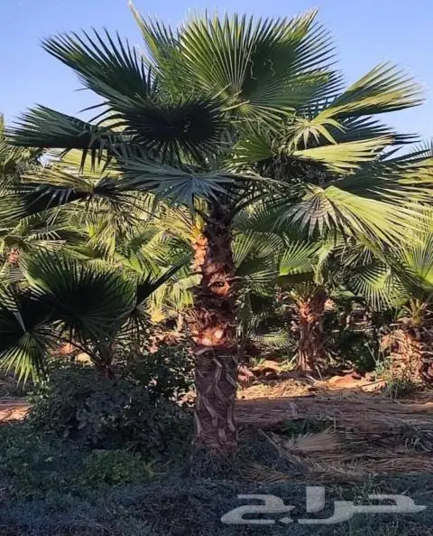 نخل واشنطني نخل عربي 6
