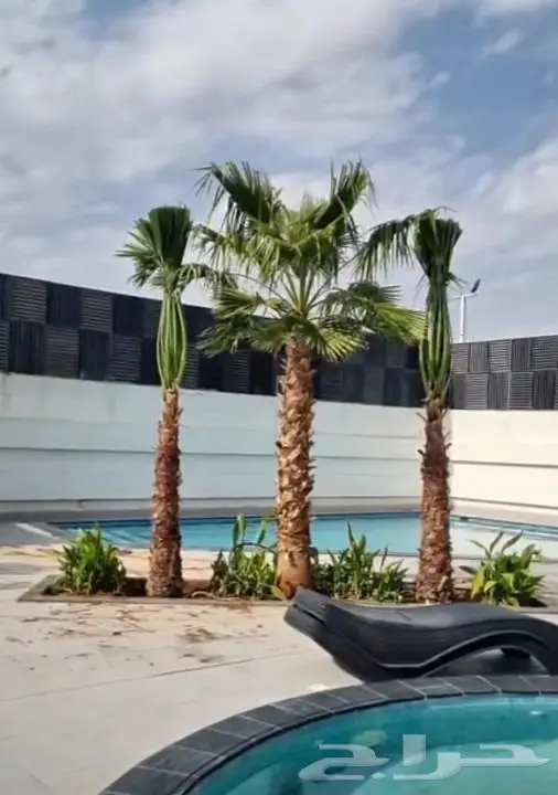 نخل واشنطني نخل عربي 3