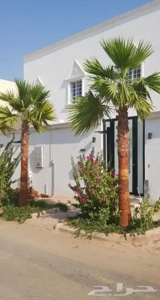 نخل واشنطني نخل عربي 0