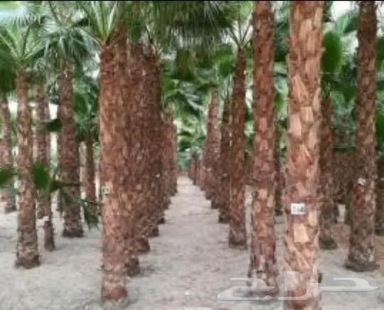 نخل واشنطني نخل عربي 4