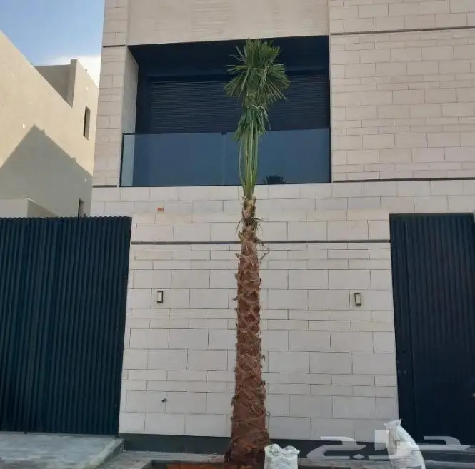 نخل واشنطني نخل عربي 43