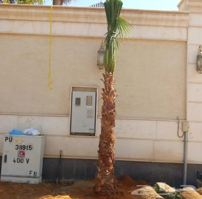 نخل واشنطني نخل عربي 44