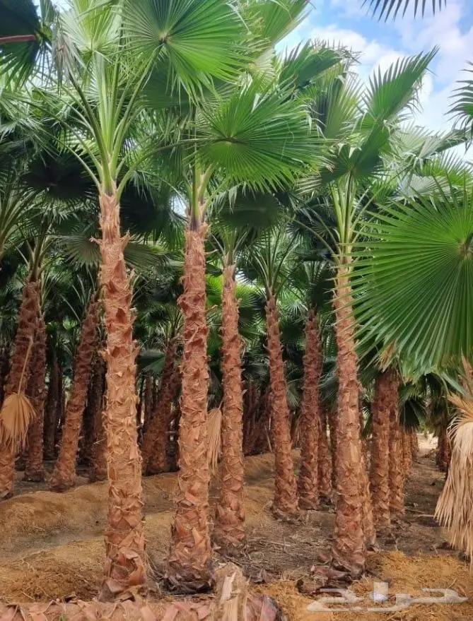 نخل واشنطني نخل عربي 42