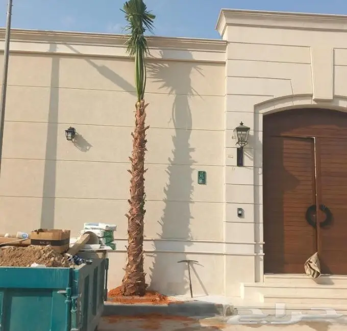 نخل واشنطني نخل عربي 41