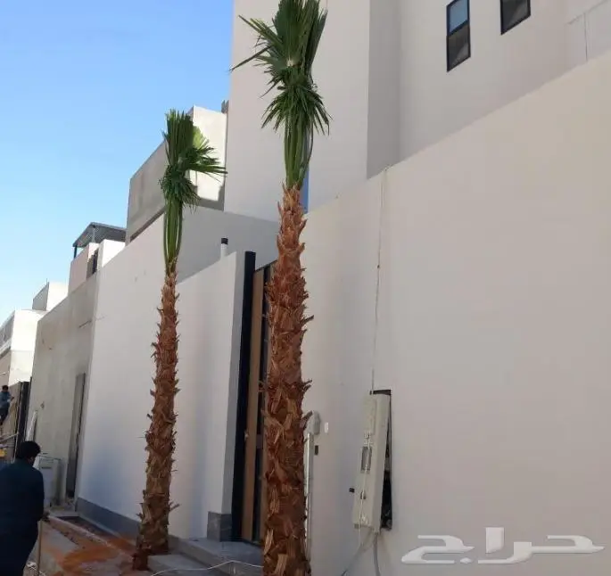 نخل واشنطني نخل عربي 40